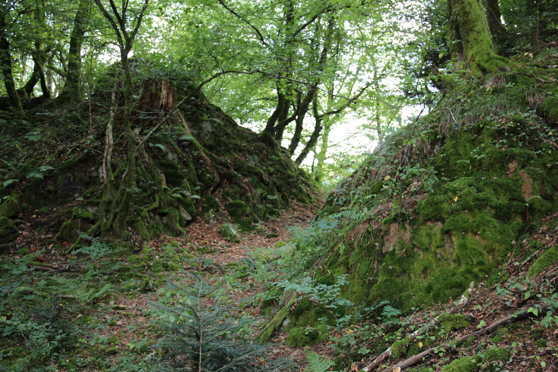Geländeeinschnitt im Wald