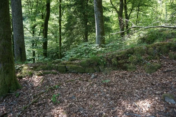 Abgerutschte vermooste Steinreihe